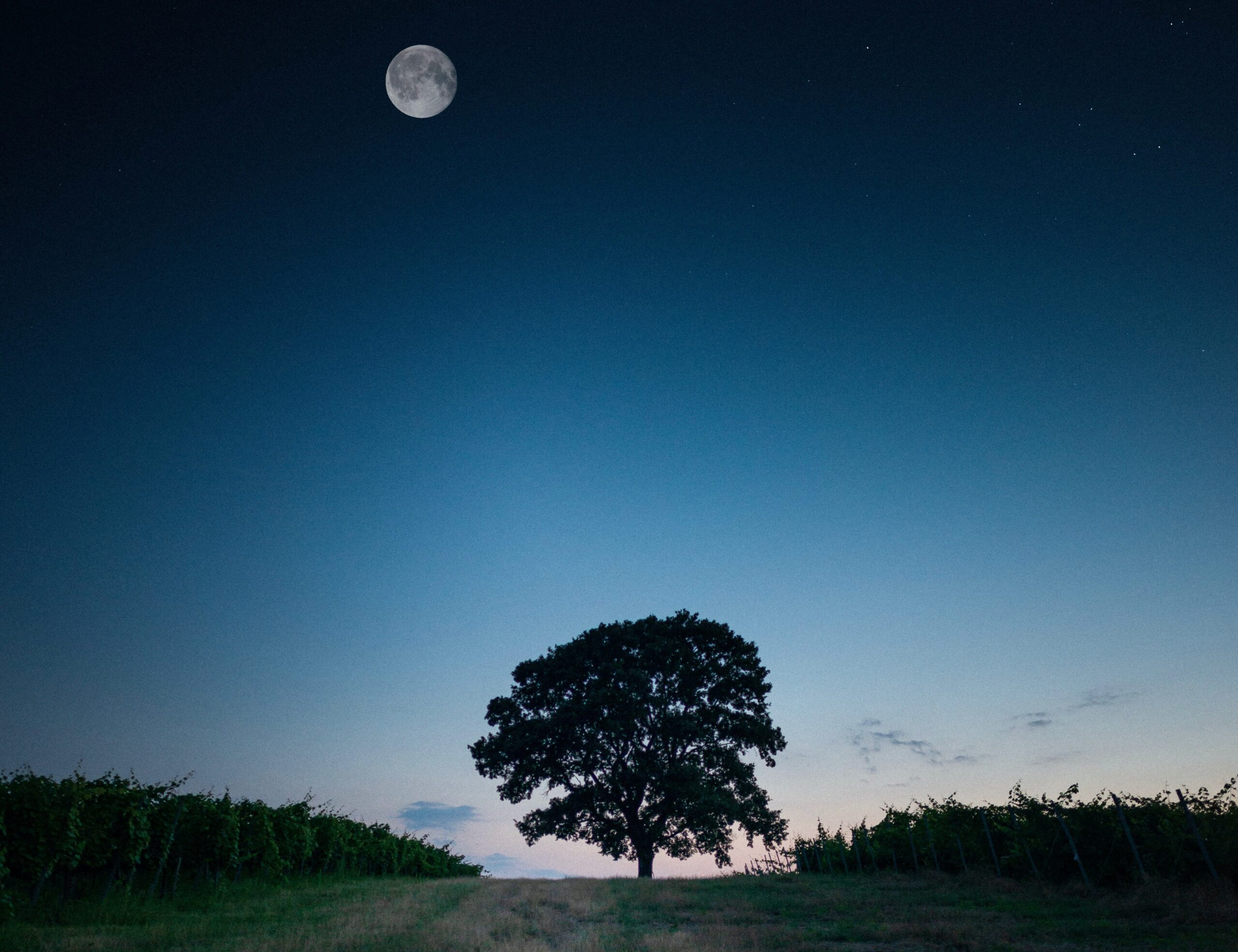 Baum mit Mond